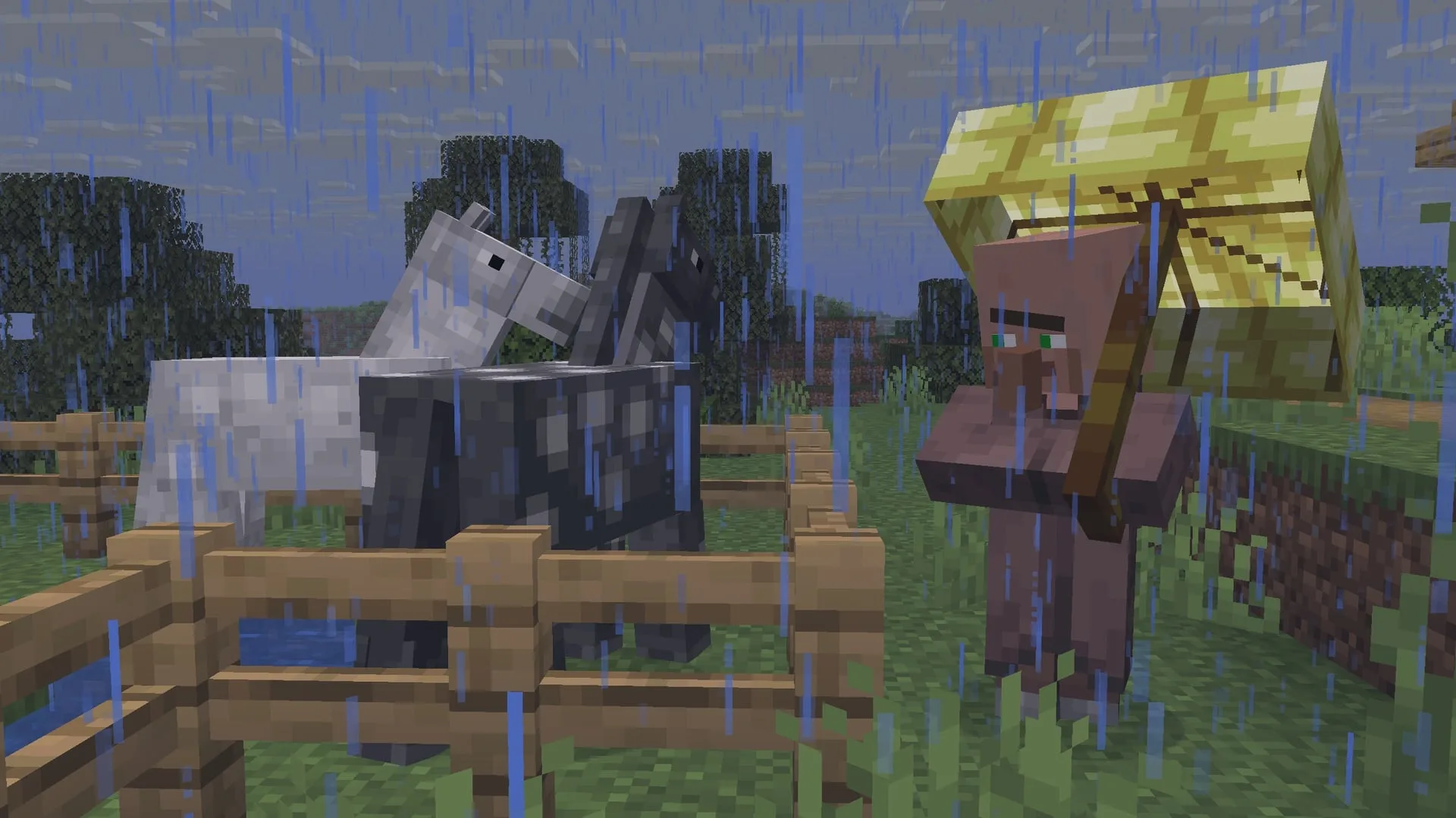 Житель деревни с золотым зонтом смотрит на лошадей.