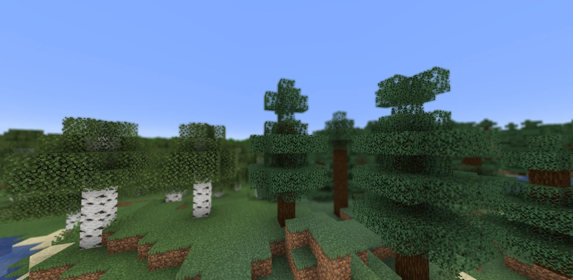 Березовый лес с эффектом глубины резкости.