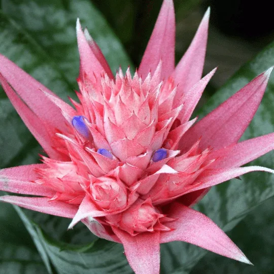 Цветок бромелии в проекте Just Bromeliad