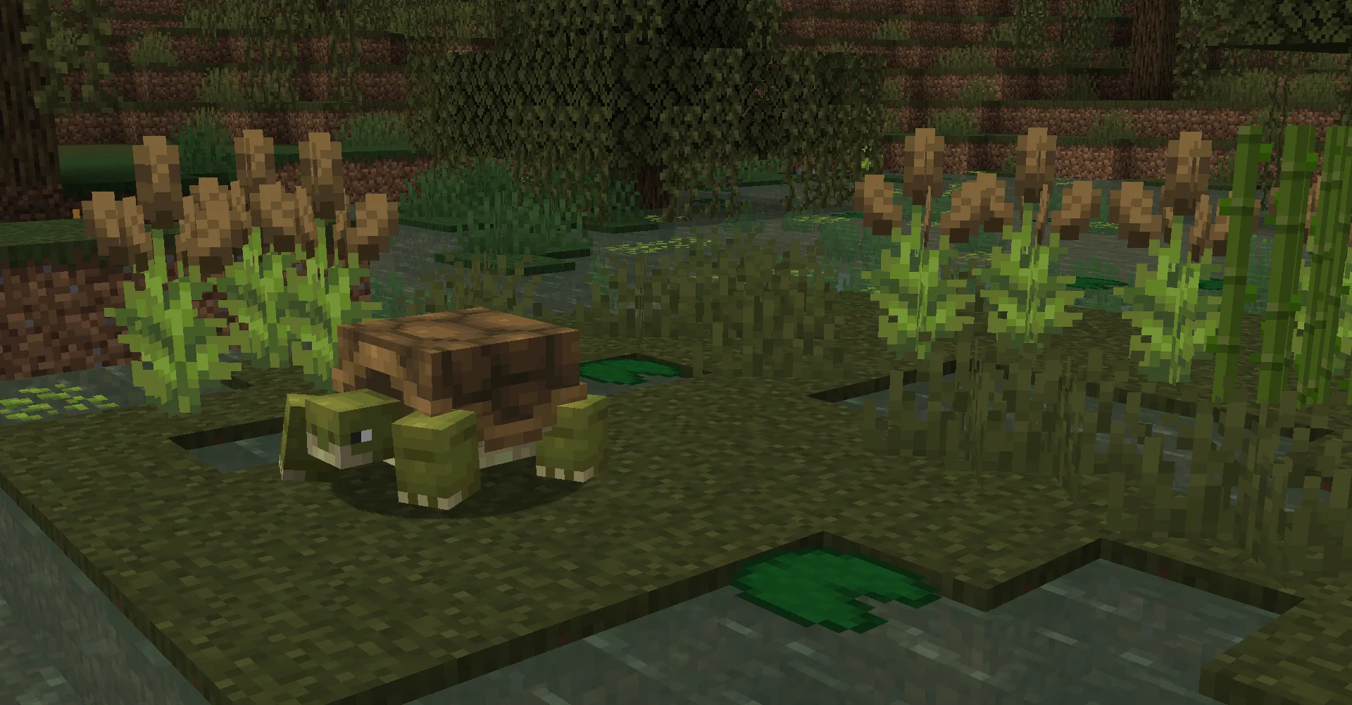 Черепаха из мода Naturalist, медленно идущая по земле.