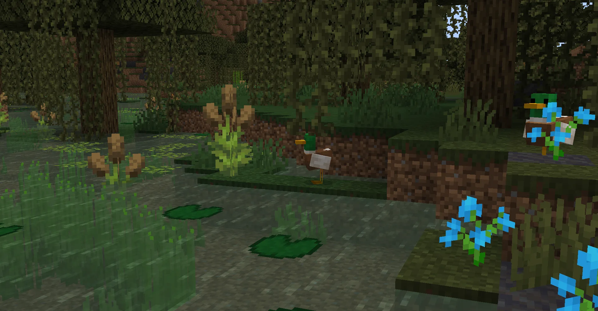 Утки Naturalist в воде ищут рыбу.