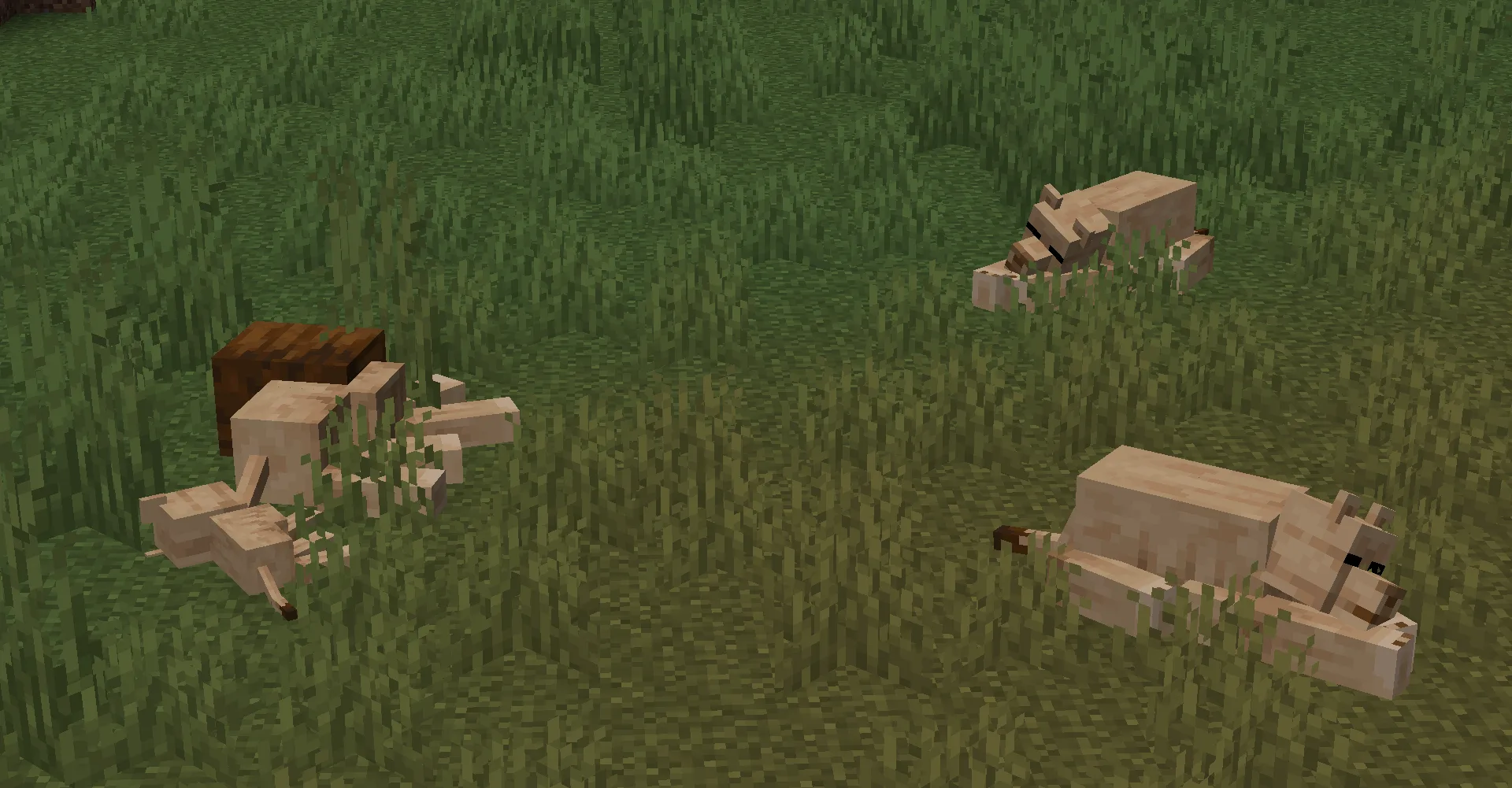 Прайд львов с самцом, двумя самками и детенышем отдыхает на траве в вечернее время в моде Naturalist.