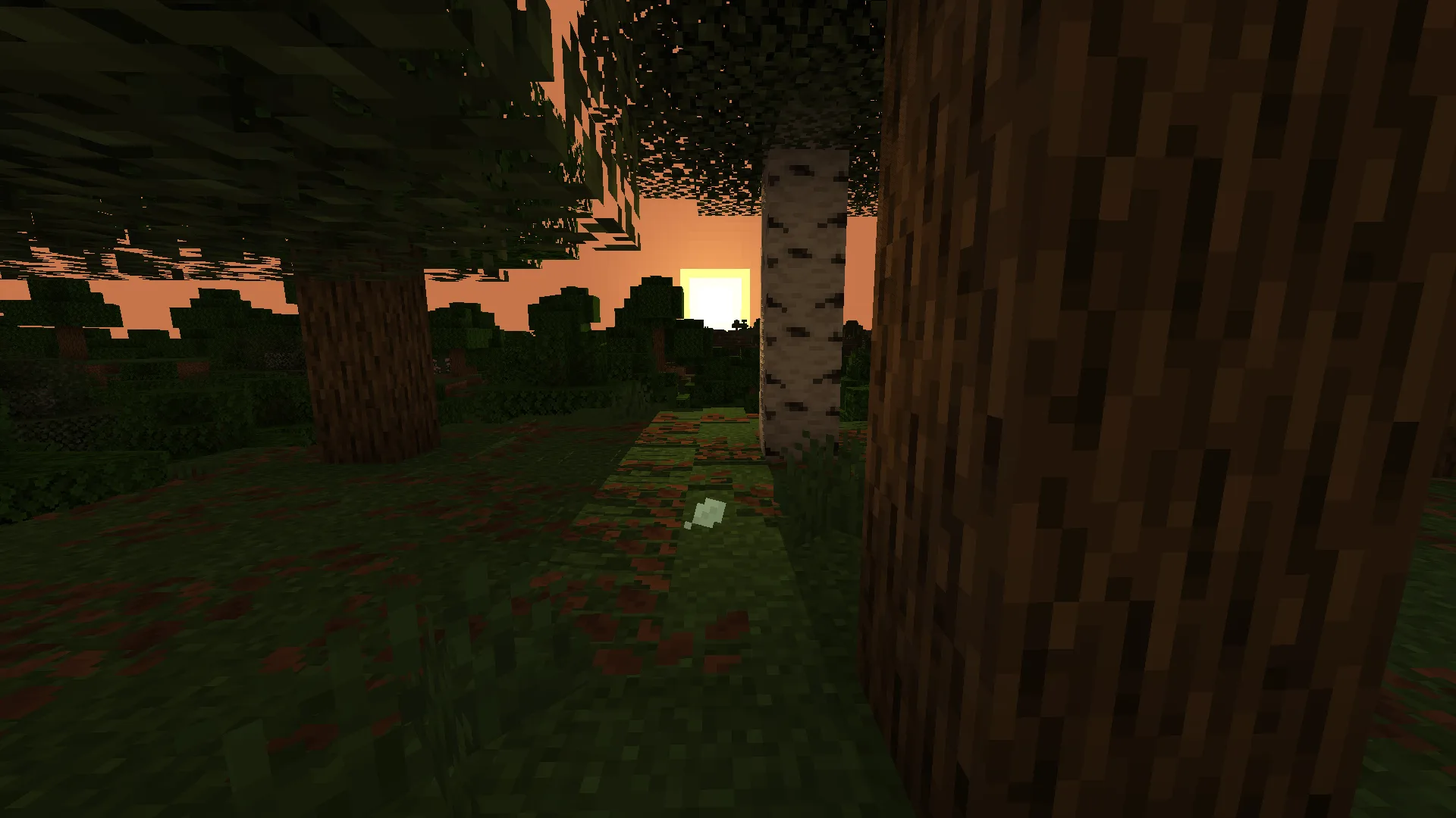 Лес на рассвете в Lumeau.