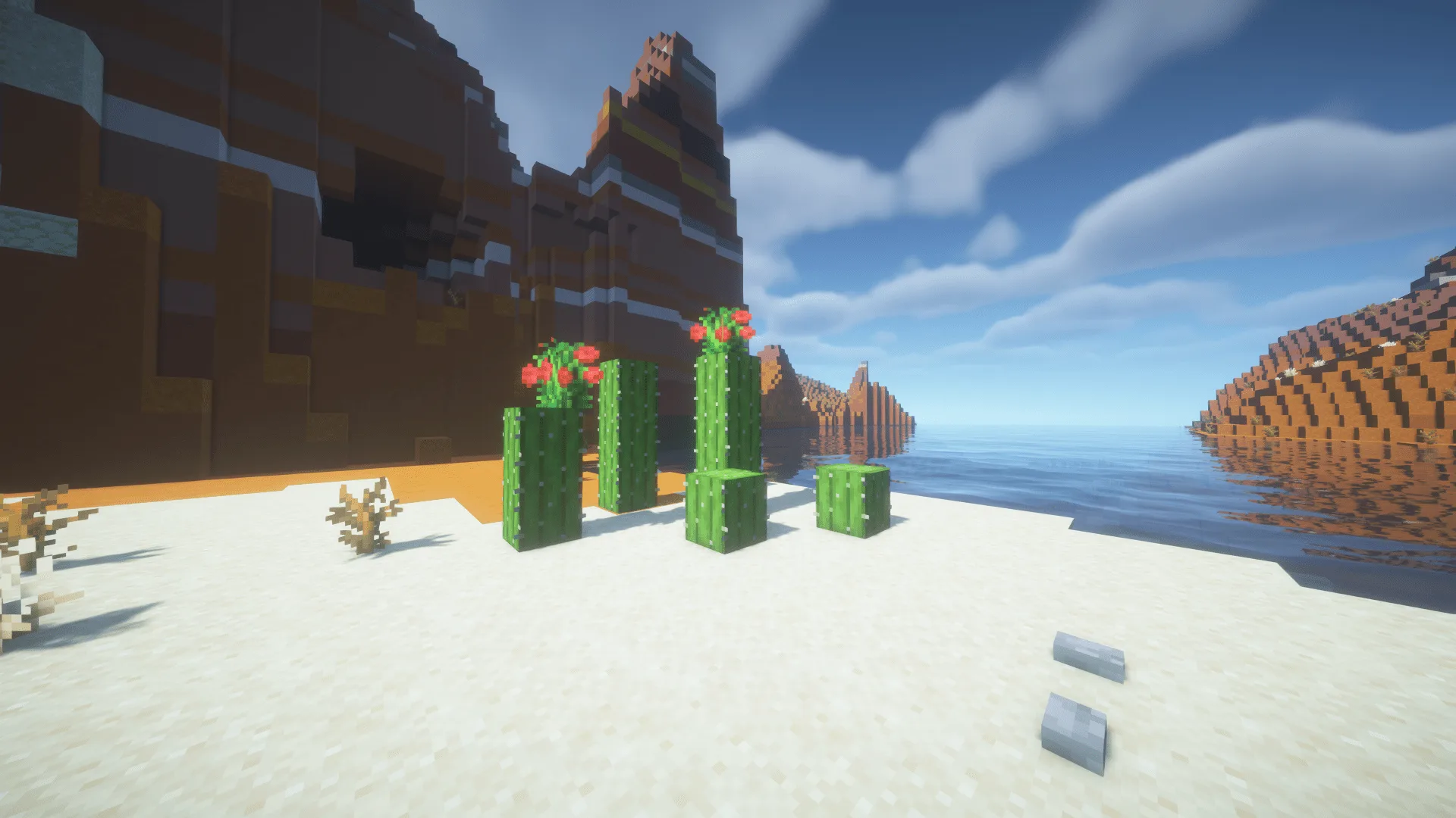 Участок с кактусами в пустыне.