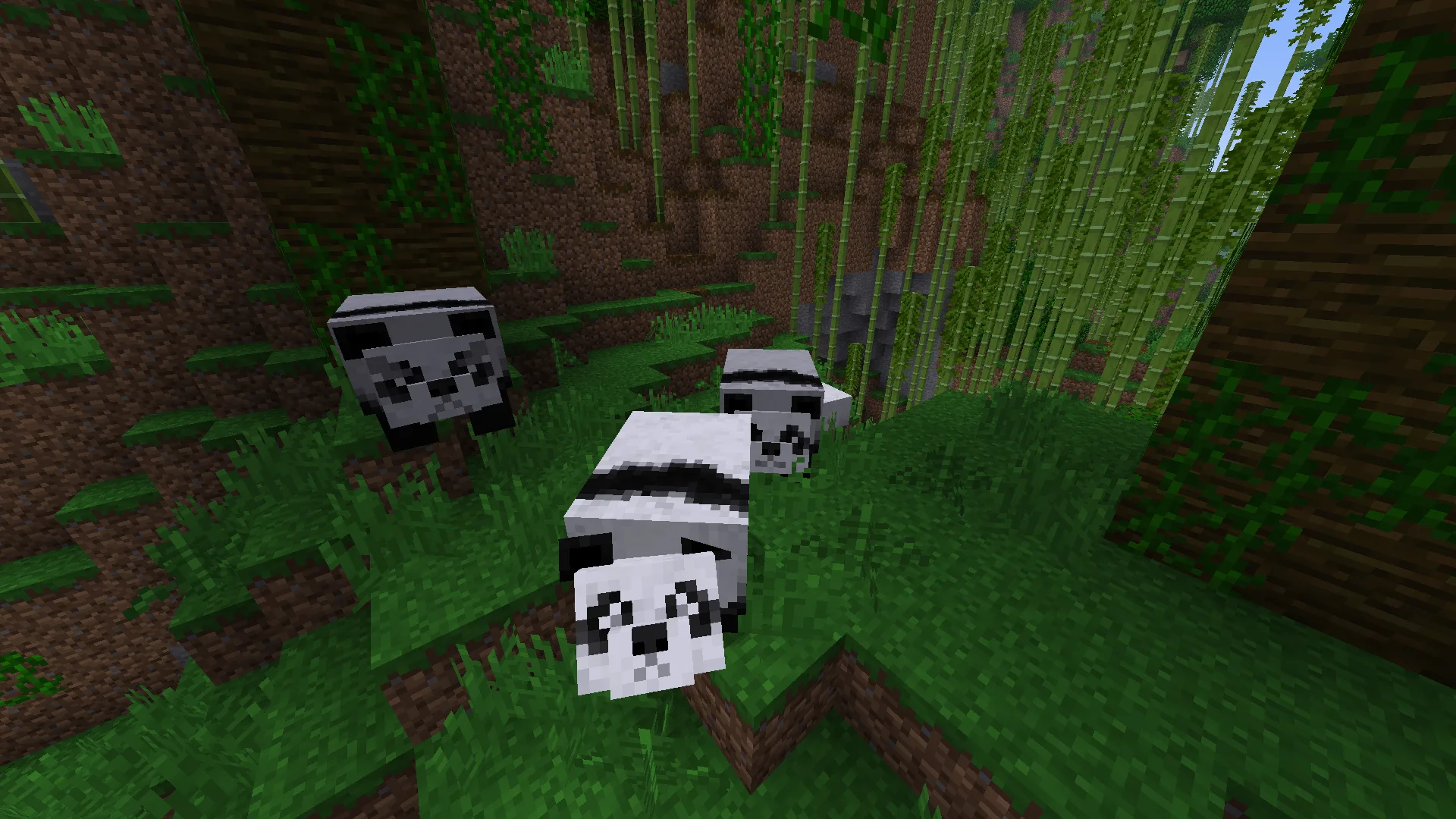Панды и бамбук в Minecraft.