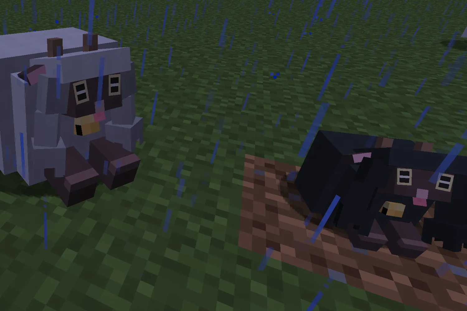 Овца Wooloo под дождем