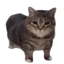 Тотем бессмертия в виде кота из мема OIIAOIIA.