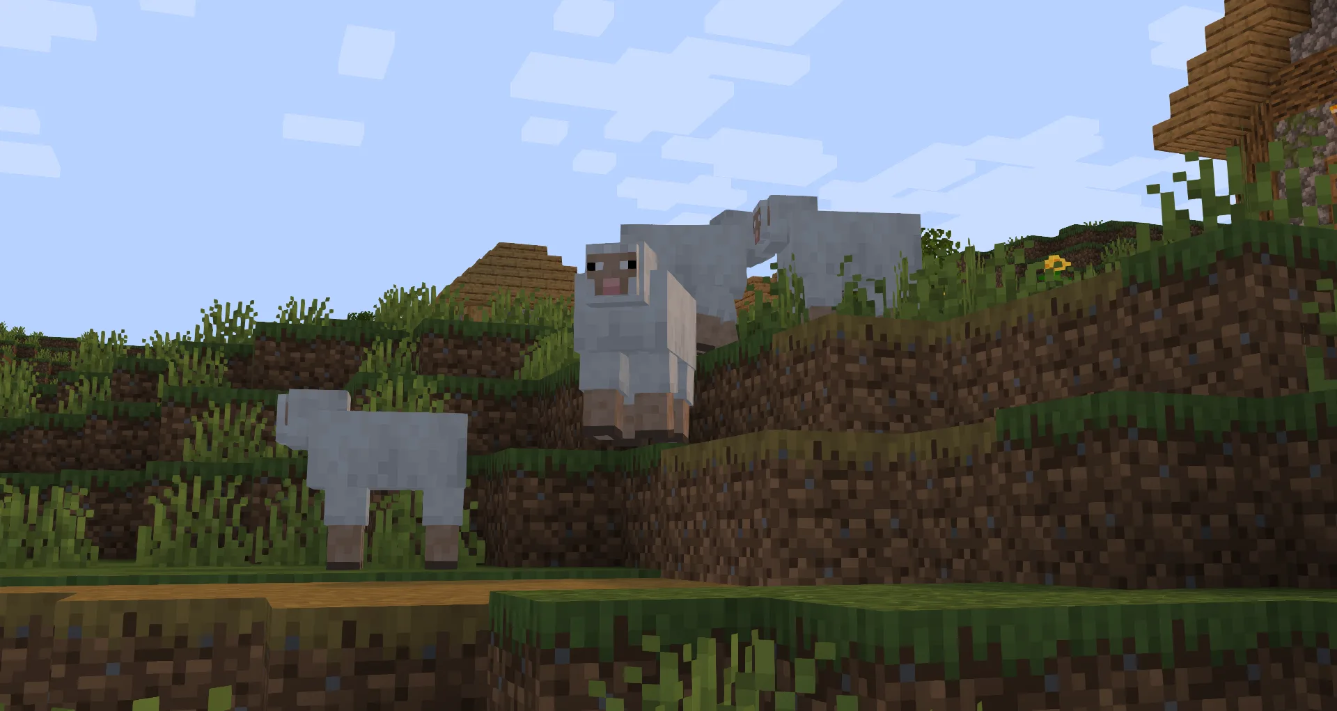 Тыква на поле с овцами.