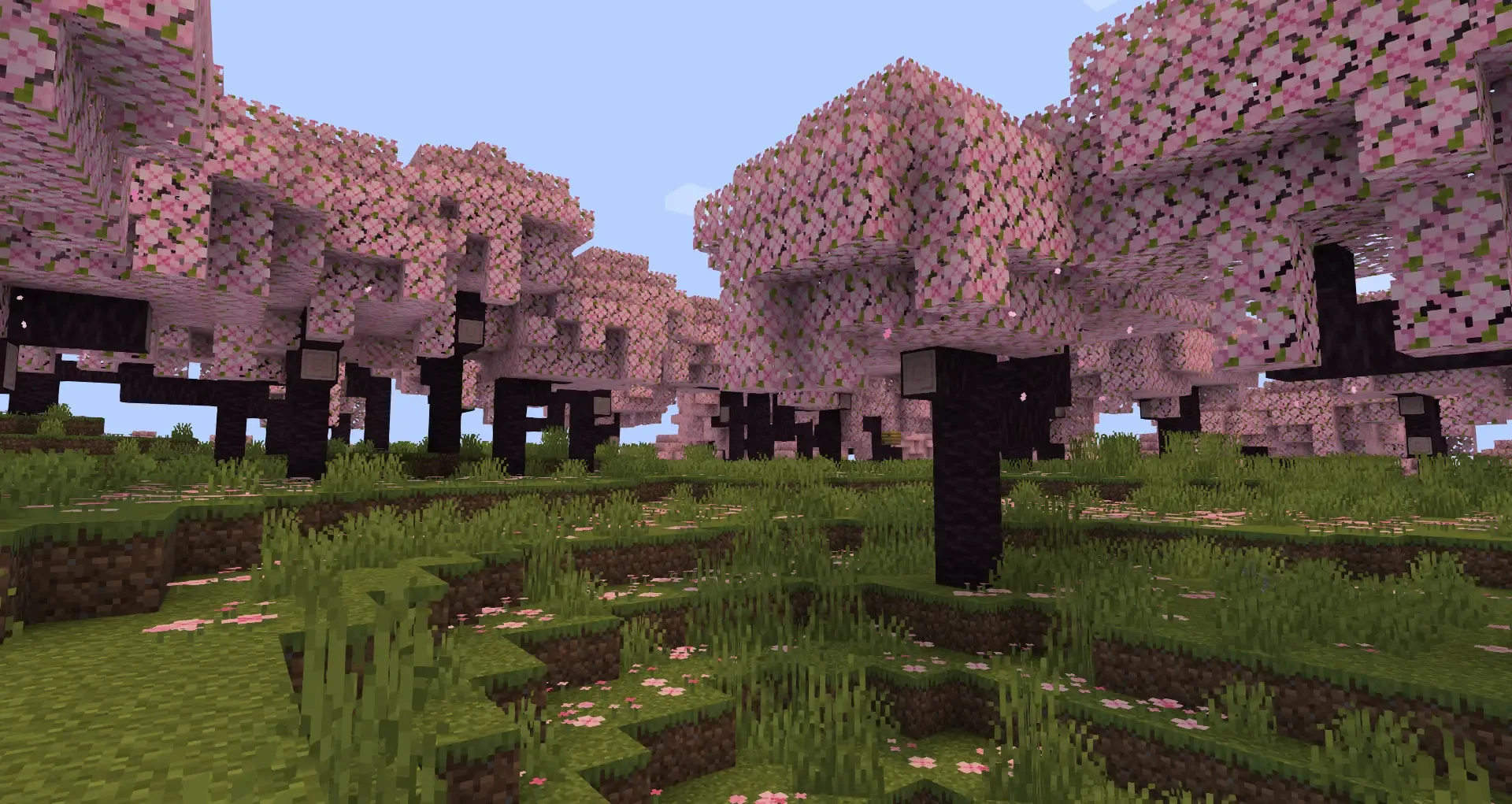 Вишневые деревья в Minecraft.