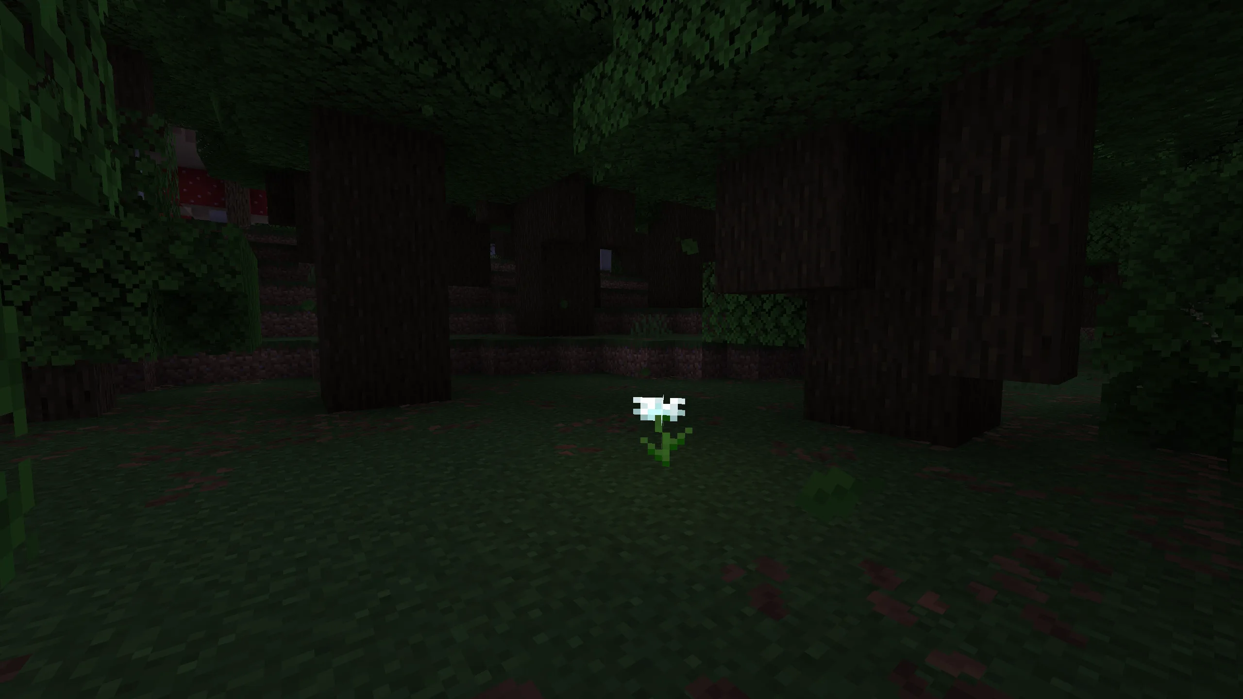 Тихий цветок в темном лесу ночью